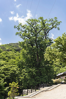 포토 JPG 주간 구름 종교 여행 자연 하늘 산 한국 풍경 사람없음 야외 관광지 맑음 봄 은행나무 천연기념물 국내여행 양평 용문사 용문산 국내포토 자연요소 나무 계절 아시아 날씨 사찰 생태계 경기도 파일형식