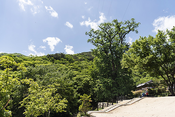 포토 JPG 주간 구름 종교 여행 자연 하늘 산 한국 풍경 사람없음 야외 관광지 맑음 봄 은행나무 천연기념물 국내여행 양평 용문사 용문산 국내포토 자연요소 나무 계절 아시아 날씨 사찰 생태계 경기도 파일형식