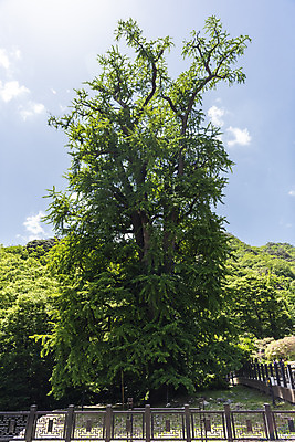 포토 JPG 주간 구름 종교 여행 자연 하늘 산 한국 풍경 사람없음 야외 관광지 맑음 봄 은행나무 천연기념물 국내여행 양평 용문사 용문산 국내포토 자연요소 나무 계절 아시아 날씨 사찰 생태계 경기도 파일형식