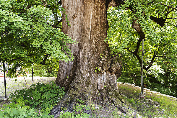 포토 JPG 주간 나무 종교 여행 자연 나뭇잎 한국 풍경 사람없음 야외 관광지 봄 은행나무 천연기념물 국내여행 양평 용문사 용문산 국내포토 자연요소 식물 계절 아시아 잎 산 사찰 생태계 경기도 파일형식