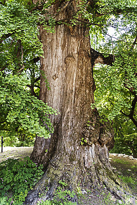 포토 JPG 주간 나무 종교 여행 자연 나뭇잎 한국 풍경 사람없음 야외 관광지 봄 은행나무 천연기념물 국내여행 양평 용문사 용문산 국내포토 자연요소 식물 계절 아시아 잎 산 사찰 생태계 경기도 파일형식