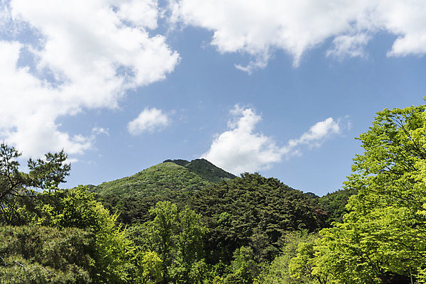 포토 JPG 주간 나무 구름 여행 자연 하늘 산 한국 풍경 사람없음 야외 관광지 맑음 봄 국내여행 양평 용문산 국내포토 자연요소 식물 계절 아시아 날씨 생태계 경기도 파일형식