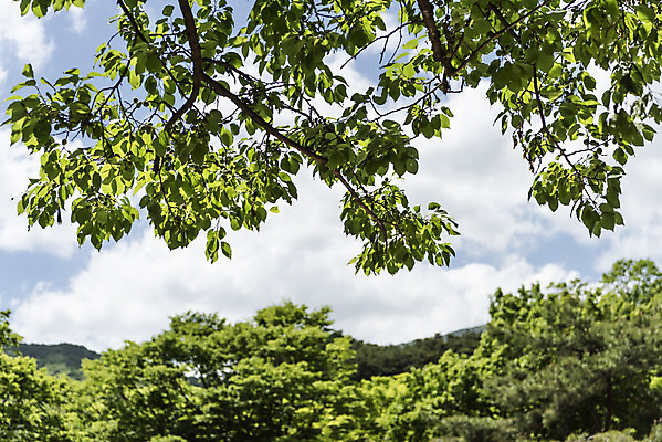 포토 JPG 주간 나무 구름 여행 자연 하늘 나뭇잎 한국 풍경 사람없음 야외 관광지 맑음 봄 국내여행 양평 용문산 국내포토 자연요소 식물 계절 아시아 잎 날씨 산 생태계 경기도 파일형식
