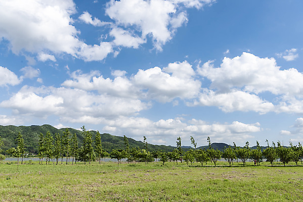 포토 JPG 주간 나무 구름 여행 자연 하늘 한국 풍경 사람없음 야외 관광지 맑음 봄 국내여행 남한강 두물머리 양평 국내포토 자연요소 식물 계절 아시아 날씨 강 생태계 경기도 파일형식