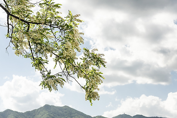 포토 JPG 주간 나무 구름 여행 자연 하늘 한국 풍경 사람없음 야외 관광지 맑음 봄 국내여행 남한강 두물머리 양평 국내포토 자연요소 식물 계절 아시아 날씨 강 생태계 경기도 파일형식