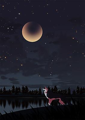 PSD 동물 한마리 응시 별 일러스트 밤하늘 따뜻함 동물원 그림자 사람없음 반사 어둠 달 늑대 국내일러스트 자연요소 1 시선 포유류 하늘 야간 파일형식