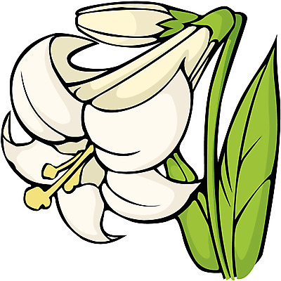 EPS 클립아트 식물 꽃 컬러 일러스트 여름꽃 자연 사람없음 흰색 백합 국내일러스트 생태계 파일형식 벡터 여름_계절