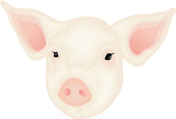 EPS 클립아트 동물 척추동물 한마리 육지동물 얼굴 일러스트 포유류 새해 사람없음 십이지신 운세 돼지띠 돼지 돼지머리 국내일러스트 1 신체부위 대가리 파일형식 벡터