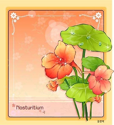 EPS 식물 꽃 컬러 백그라운드 꽃백그라운드 일러스트 자연 가을꽃 사람없음 주황색 금련화 한련화 국내일러스트 생태계 파일형식 벡터 가을_계절