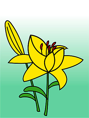 EPS 클립아트 식물 꽃 일러스트 여름꽃 자연 사람없음 노란색 봄 백합 두송이 나리 국내일러스트 계절 컬러 2 생태계 파일형식 벡터 여름_계절