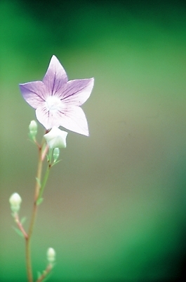 포토 JPG 주간 식물 꽃 한송이 여름꽃 자연 풍경 사람없음 야외 보라색 제비꽃 도라지꽃 국내포토 자연요소 1 컬러 생태계 송이 파일형식 여름_계절