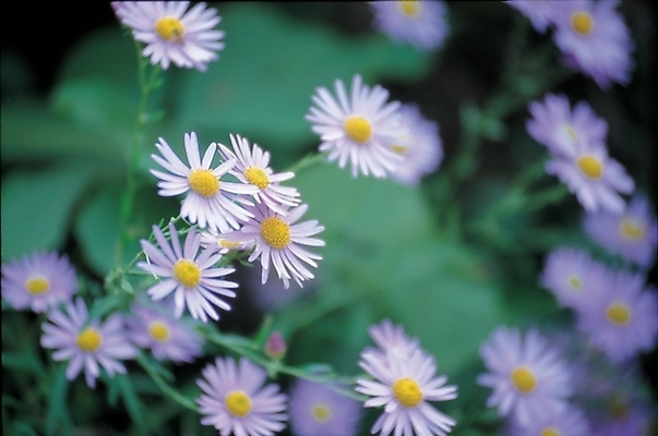 포토 JPG 주간 식물 꽃잎 꽃 여러송이 자연 가을꽃 풍경 사람없음 야외 보라색 봄 벌개미취 국내포토 자연요소 계절 컬러 다수 생태계 파일형식 가을_계절