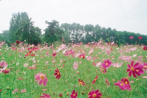 포토 JPG 주간 식물 사계절 계절 꽃 여러송이 자연 가을꽃 풍경 초원 사람없음 야외 가을 코스모스 국내포토 자연요소 다수 생태계 파일형식 가을_계절