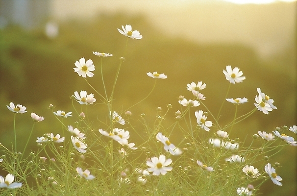 포토 JPG 주간 식물 사계절 계절 꽃 여러송이 자연 가을꽃 풍경 초원 사람없음 야외 가을 코스모스 국내포토 자연요소 다수 생태계 파일형식 가을_계절