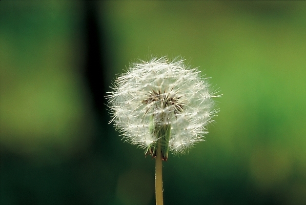 포토 JPG 주간 식물 사계절 계절 꽃 한송이 자연 풍경 초원 사람없음 야외 봄 들꽃 민들레 민들레홀씨 국내포토 자연요소 1 생태계 송이 파일형식