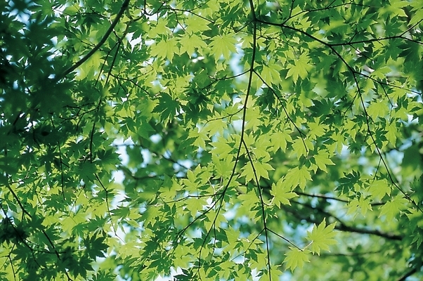 포토 JPG 주간 나무 식물 자연 하늘 단풍나무 나뭇잎 풍경 사람없음 야외 초록색 햇빛 입추 푸른숲 국내포토 자연요소 컬러 단풍 잎 태양 숲 절기 생태계 파일형식