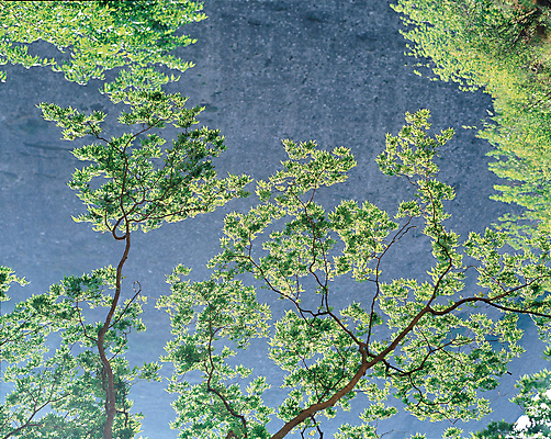 포토 JPG 주간 나무 식물 사계절 계절 자연 하늘 나뭇잎 풍경 사람없음 야외 초록색 여름 햇빛 푸른숲 국내포토 자연요소 컬러 잎 태양 숲 생태계 파일형식