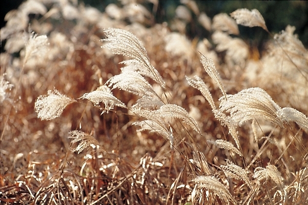 포토 JPG 주간 식물 사계절 계절 자연 바람 갈대 풍경 초원 사람없음 야외 가을 풀 억새 국내포토 자연요소 날씨 생태계 파일형식