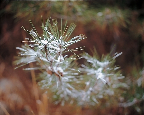 포토 JPG 주간 나무 식물 사계절 계절 겨울 자연 나뭇잎 눈꽃 풍경 사람없음 야외 눈 소나무 솔잎 상록수 국내포토 자연요소 잎 날씨 눈_날씨 생태계 파일형식