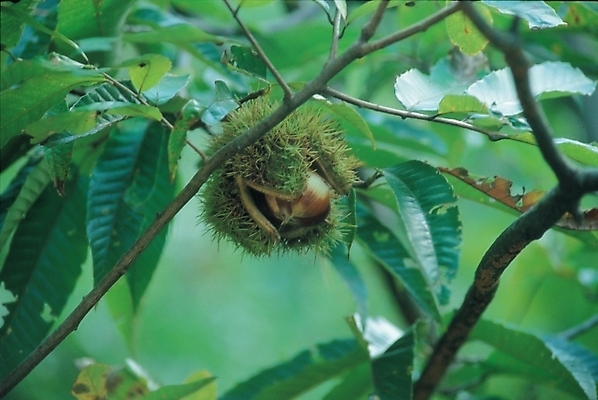 포토 JPG 주간 나무 식물 사계절 계절 자연 풍경 사람없음 야외 견과류 가을 나뭇가지 밤 밤송이 밤나무 입추 국내포토 자연요소 밤_견과류 절기 생태계 파일형식