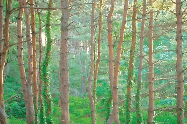 포토 JPG 주간 나무 사계절 계절 자연 산 풍경 사람없음 야외 초록색 여름 숲 푸른숲 국내포토 자연요소 식물 컬러 생태계 파일형식