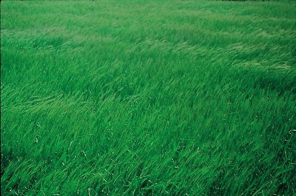 포토 JPG 주간 식물 사계절 계절 자연 풍경 초원 사람없음 야외 여름 풀 국내포토 자연요소 생태계 파일형식