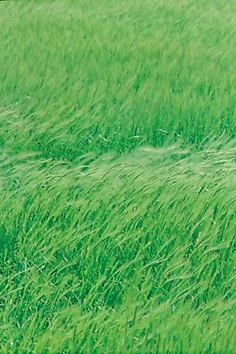 포토 JPG 주간 식물 사계절 계절 자연 풍경 초원 사람없음 야외 여름 풀 국내포토 자연요소 생태계 파일형식