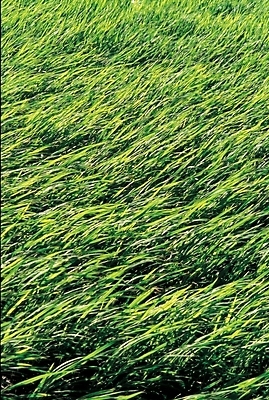 포토 JPG 주간 식물 사계절 계절 자연 풍경 초원 사람없음 야외 여름 풀 국내포토 자연요소 생태계 파일형식