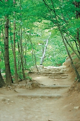 포토 JPG 주간 나무 사계절 계절 길 자연 풍경 사람없음 야외 초록색 여름 봄 산책로 숲 대서 숲길 산길 푸른숲 국내포토 자연요소 식물 컬러 절기 생태계 파일형식