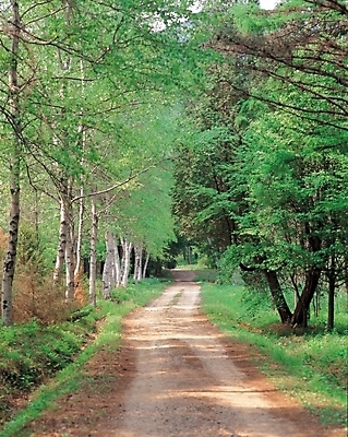 포토 JPG 주간 나무 사계절 계절 길 자연 풍경 사람없음 야외 초록색 여름 봄 산책로 숲 숲길 산길 푸른숲 국내포토 자연요소 식물 컬러 생태계 파일형식