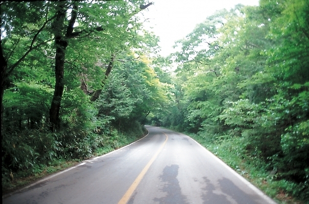 포토 JPG 주간 나무 시설물 사계절 계절 현대건축 건축 도로 자연 풍경 사람없음 야외 초록색 여름 가로수 숲길 산길 푸른숲 국내포토 자연요소 식물 건축물 길 컬러 교통시설 숲 생태계 파일형식