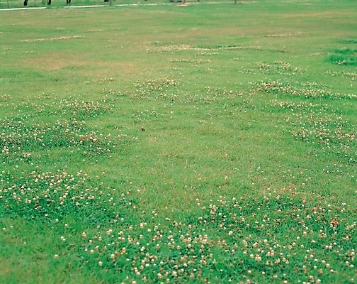 포토 JPG 주간 식물 사계절 계절 자연 풍경 잔디 초원 사람없음 야외 여름 풀 국내포토 자연요소 생태계 파일형식