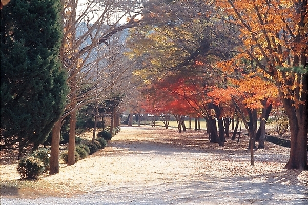 포토 JPG 주간 나무 사계절 계절 공원 길 단풍 자연 풍경 사람없음 야외 산책로 가을 숲길 국내포토 자연요소 식물 공공시설 잎 생태계 파일형식