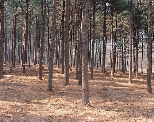 포토 JPG 주간 나무 식물 자연 풍경 사람없음 야외 숲 전나무 국내포토 자연요소 생태계 파일형식