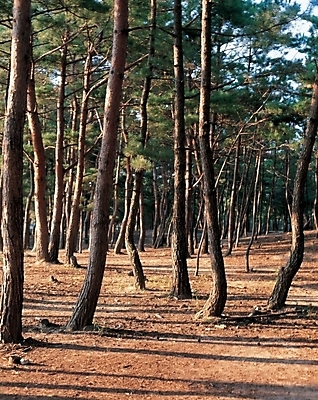 포토 JPG 주간 나무 식물 자연 풍경 사람없음 야외 햇빛 소나무 숲 국내포토 자연요소 태양 생태계 파일형식
