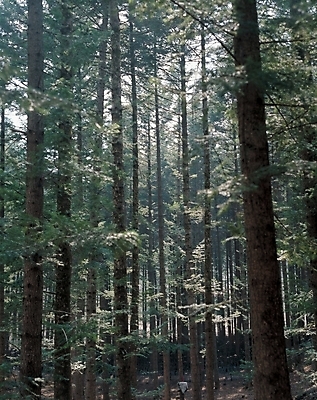 포토 JPG 주간 나무 식물 자연 풍경 사람없음 야외 숲 침엽수 국내포토 자연요소 생태계 파일형식