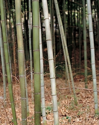포토 JPG 주간 나무 식물 자연 풍경 사람없음 야외 숲 대나무 죽 국내포토 자연요소 음식 생태계 파일형식