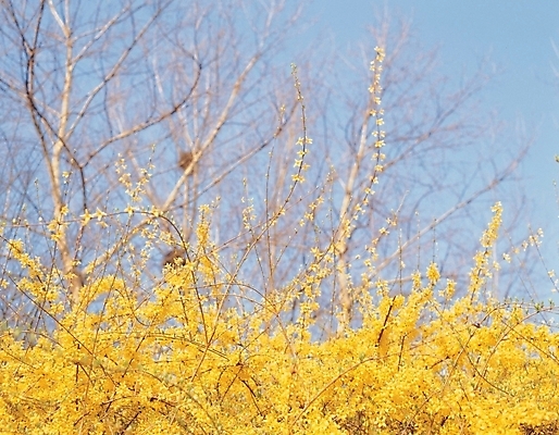 포토 JPG 주간 식물 계절 꽃 봄꽃 자연 하늘 사람없음 야외 파란색 노란색 봄 개나리 국내포토 자연요소 컬러 생태계 파일형식