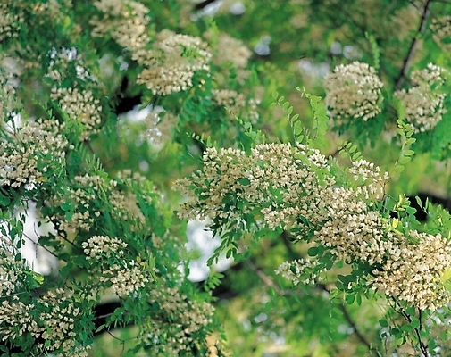 포토 JPG 주간 나무 식물 계절 꽃 봄꽃 자연 나뭇잎 사람없음 야외 초록색 봄 아카시아 국내포토 자연요소 컬러 잎 생태계 파일형식