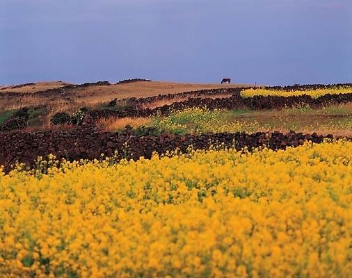 포토 JPG 주간 식물 계절 꽃 봄꽃 자연 하늘 한국 풍경 초원 사람없음 야외 제주도 노란색 봄 유채 국내포토 자연요소 아시아 컬러 생태계 파일형식