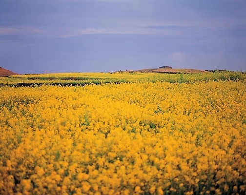 포토 JPG 주간 식물 구름 계절 꽃 봄꽃 자연 하늘 한국 풍경 초원 사람없음 야외 제주도 노란색 봄 유채 국내포토 자연요소 아시아 컬러 생태계 파일형식