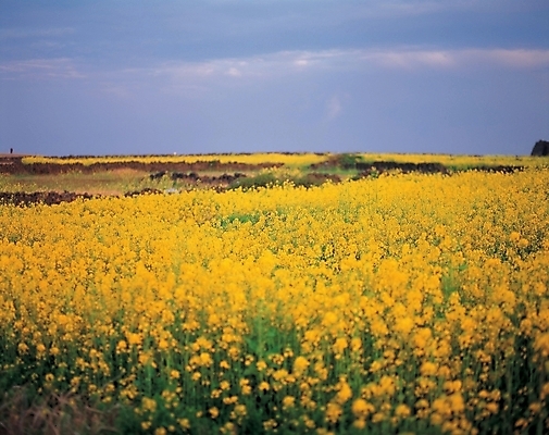 포토 JPG 주간 식물 구름 계절 꽃 봄꽃 자연 하늘 한국 풍경 초원 사람없음 야외 제주도 노란색 봄 유채 국내포토 자연요소 아시아 컬러 생태계 파일형식