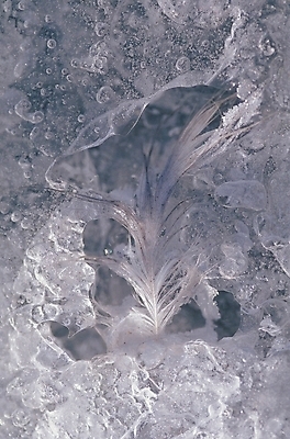 포토 JPG 주간 겨울 자연 풍경 사람없음 야외 물 얼음 물방울 깃털 얼음꽃 국내포토 자연요소 계절 생태계 파일형식