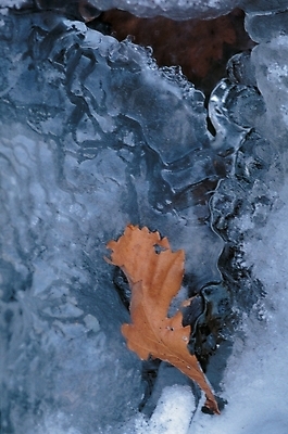 포토 JPG 주간 사계절 계절 낙엽 겨울 자연 나뭇잎 풍경 사람없음 야외 물 골짜기 계곡 얼음 개울 얼음꽃 국내포토 자연요소 잎 강 생태계 파일형식