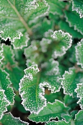 포토 JPG 주간 식물 사계절 계절 잎 겨울 자연 나뭇잎 눈꽃 사람없음 야외 서리 입동 국내포토 자연요소 눈_날씨 절기 생태계 파일형식