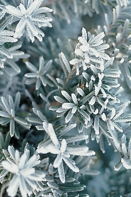 포토 JPG 주간 식물 잎 겨울 자연 나뭇잎 눈꽃 풍경 사람없음 야외 서리 국내포토 자연요소 계절 눈_날씨 생태계 파일형식