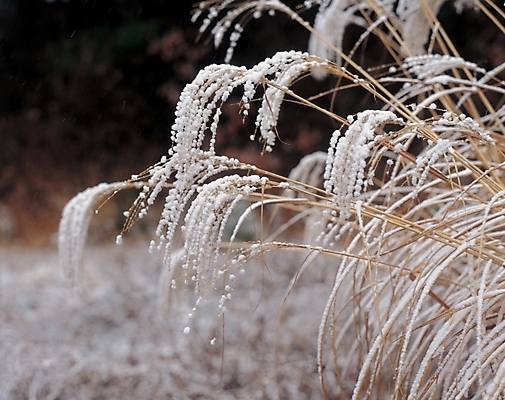 포토 JPG 주간 식물 사계절 계절 겨울 자연 갈대 풍경 사람없음 야외 눈 풀 억새 국내포토 자연요소 날씨 생태계 파일형식