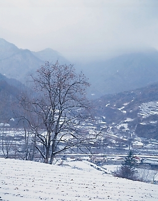 포토 JPG 주간 나무 사계절 계절 설경 겨울 자연 산 풍경 초원 사람없음 야외 눈 언덕 감나무 국내포토 자연요소 식물 날씨 감 생태계 파일형식
