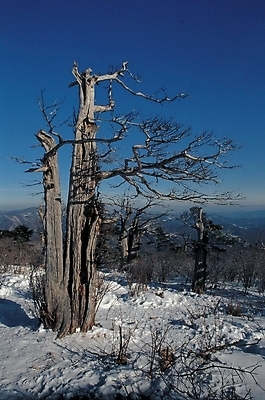 포토 JPG 주간 나무 식물 사계절 계절 설경 겨울 자연 하늘 산 풍경 사람없음 야외 눈 고목 국내포토 자연요소 날씨 생태계 파일형식
