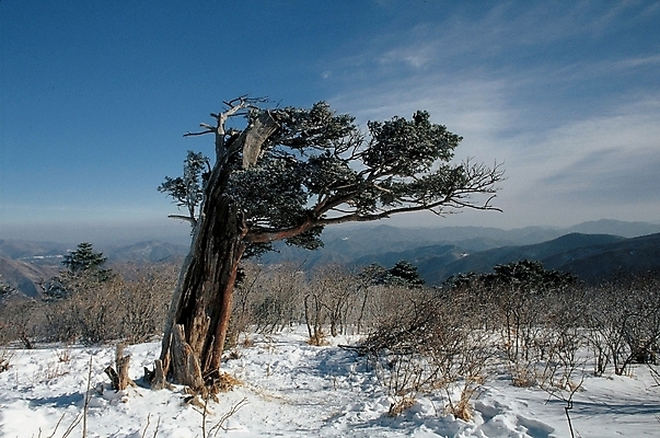 포토 JPG 주간 나무 식물 사계절 계절 설경 겨울 자연 하늘 산 풍경 사람없음 야외 눈 소나무 고목 국내포토 자연요소 날씨 생태계 파일형식